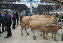 La Feria de San Andrés reúne a más de medio centenar de reses de vacuno y quince de porcino