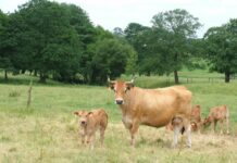 ASEAVA aprueba un Plan de Reestructuración