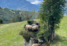 El Principado invierte 1,4 millones en la compra de más de 1.900 reactivos para los análisis de sanidad animal