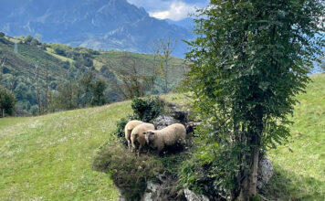 El Principado invierte 1,4 millones en la compra de más de 1.900 reactivos para los análisis de sanidad animal