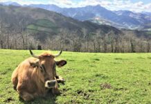 El Gobierno de Asturias aprueba ayudas por valor de 5,2 millones para paliar los efectos de la guerra y la sequía en el sector ganadero