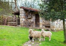 El programa de vigilancia de tuberculosis bovina para 2024 solo exigirá un muestreo representativo de las ganaderías elegidas por factores de riesgo