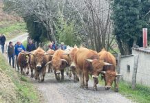 Medio Rural apoya la labor de cría de ganado de raza Asturiana de la Montaña de Aseamo con una subvención de 200.000 euros