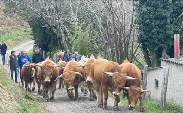 Medio Rural apoya la labor de cría de ganado de raza Asturiana de la Montaña de Aseamo con una subvención de 200.000 euros