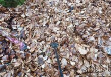 El Gobierno del Principado investiga el hallazgo de los restos de un oso pardo en la localidad somedana de El Ḷḷamardal