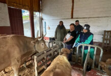 Medio Rural inició hoy la campaña gratuita de inmunización frente a la lengua azul