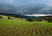 Medio Rural incrementa hasta un millón las ayudas para contratar seguros agrarios