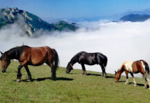 El Principado impulsa este año una campaña gratuita de identificación de equinos