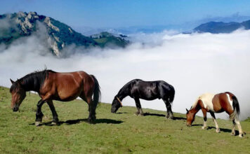 El Principado impulsa este año una campaña gratuita de identificación de equinos
