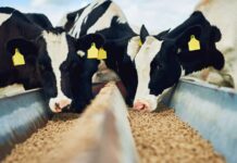 Los pagos en ayudas directas de la PAC de 2023 en Asturias son casi 46 millones de euros