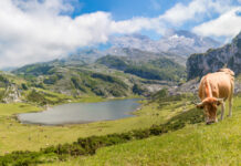 El Principado apoya con 248.000 euros actividades compatibles con la conservación en el área de influencia de Picos