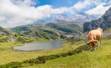 El Principado apoya con 248.000 euros actividades compatibles con la conservación en el área de influencia de Picos