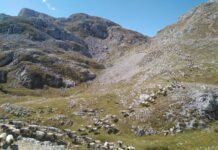 Los lechazos ‘ProBiodiversidad’ de los Picos de Europa, premio Natura2000 de la Comisión Europea, llegan al mercado una temporada más