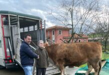 Lolo Alonso de Casa Milia: “Nos gustaría que el vacuno mayor alcanzara la cuota de nuestros callos”