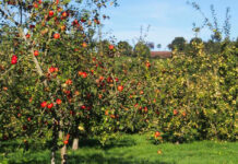 Asturias destina 522.000 euros a proyectos de regeneración de espacios públicos con el cultivo de frutales autóctonos