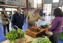 Medio Rural insta al ministerio a adaptar el plan estratégico de la PAC a la realidad de Asturias para favorecer la actividad ganadera y reducir burocracia