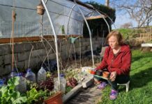 Las bibliotecas también prestan semillas