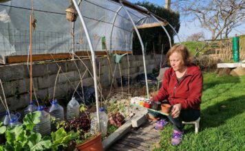Las bibliotecas también prestan semillas