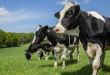 UPA celebra que la Audiencia Nacional haya reconocido la existencia del cartel lácteo