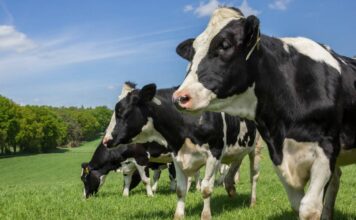 UPA celebra que la Audiencia Nacional haya reconocido la existencia del cartel lácteo