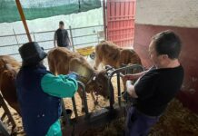 Asturias destina casi dos millones a completar la vacunación contra la lengua azul