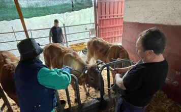 Asturias destina casi dos millones a completar la vacunación contra la lengua azul