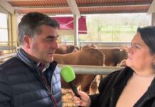 Entrevista a Nino Rodríguez sobre al subasta de sementales de ASEAMO