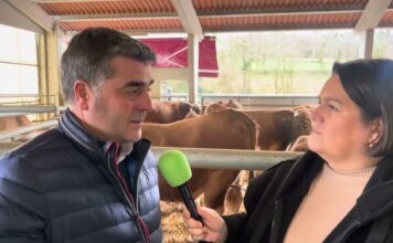 Entrevista a Nino Rodríguez sobre al subasta de sementales de ASEAMO