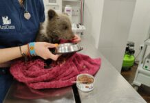 Medio Rural rescata una osezna de tres meses y 1,9 kilos en Yernes y Tameza