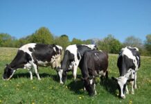 Medio Rural dedica 900.000 euros a ayudas para pequeñas y medianas explotaciones agrarias