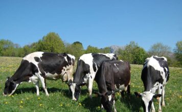 Medio Rural dedica 900.000 euros a ayudas para pequeñas y medianas explotaciones agrarias