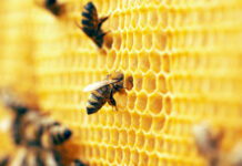 Medio Rural apoya al sector apícola con casi un millón en ayudas