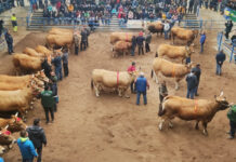 Más de 400 reses se dan cita en el XXXVI Concurso Nacional de la Raza Asturiana de los Valles