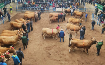 Más de 400 reses se dan cita en el XXXVI Concurso Nacional de la Raza Asturiana de los Valles