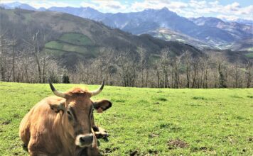El Principado recibe 10,4 millones del plan nacional de la PAC para desarrollo rural, agricultura y ganadería