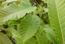 Medio Rural refuerza la lucha biológica contra la avispilla del castaño