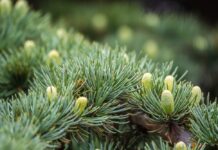 Medio Rural publica un catálogo con seis nuevas especies de coníferas autorizadas para repoblar áreas afectadas por la peste del pino
