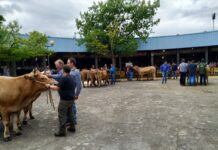 Grado celebrará su concurso de ganado del 17 al 19 de mayo