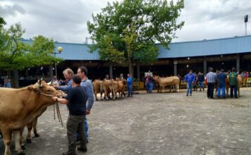 Grado celebrará su concurso de ganado del 17 al 19 de mayo