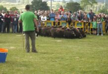 Demostración del trabajo de perros Border Collie con un rebaño de oveja xalda en Llanera