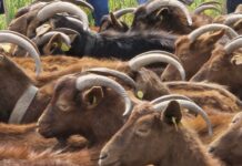 Medio Rural destina 90.000 euros al fomento de las razas autóctonas