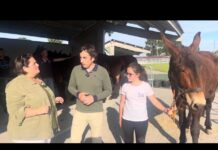 Entrevista a Gerardo Sanz, alcalde de Llanera, sobre la Feria de San Isidro