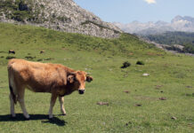 Medio Rural incrementa hasta los 170.000 euros las ayudas a las agrupaciones de defensa sanitaria ganadera