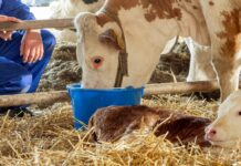 A sus 25 años, Selko® IntelliBond® se convierte en la marca de referencia en el mercado ganadero mundial