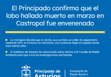 El Principado confirma que el lobo hallado muerto en marzo en Castropol fue envenenado