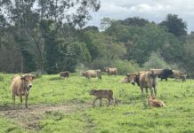 El Gobierno de Asturias abona a agricultores y ganaderos otros 8 millones de las ayudas de la PAC 2023
