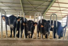 Sementales de raza Asturiana de los Valles para mejorar la productividad de explotaciones de vacuno lechero