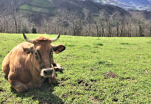 Medio Rural somete a información pública el decreto que regula la convocatoria de las elecciones agrarias