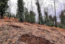 El Principado destina 4,7 millones al desarrollo de zonas forestales por parte de empresas, particulares y entidades locales