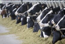 La vacuna frente a la EHE de Zendal ha sido autorizada por la Agencia Española de Medicamentos y Productos Sanitarios